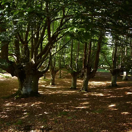 Nagusi 3* ムルギア